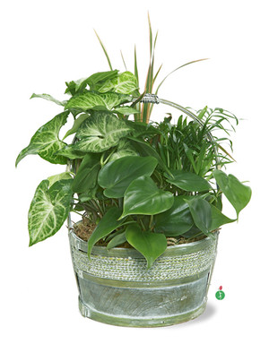 Hardy Houseplant Mix