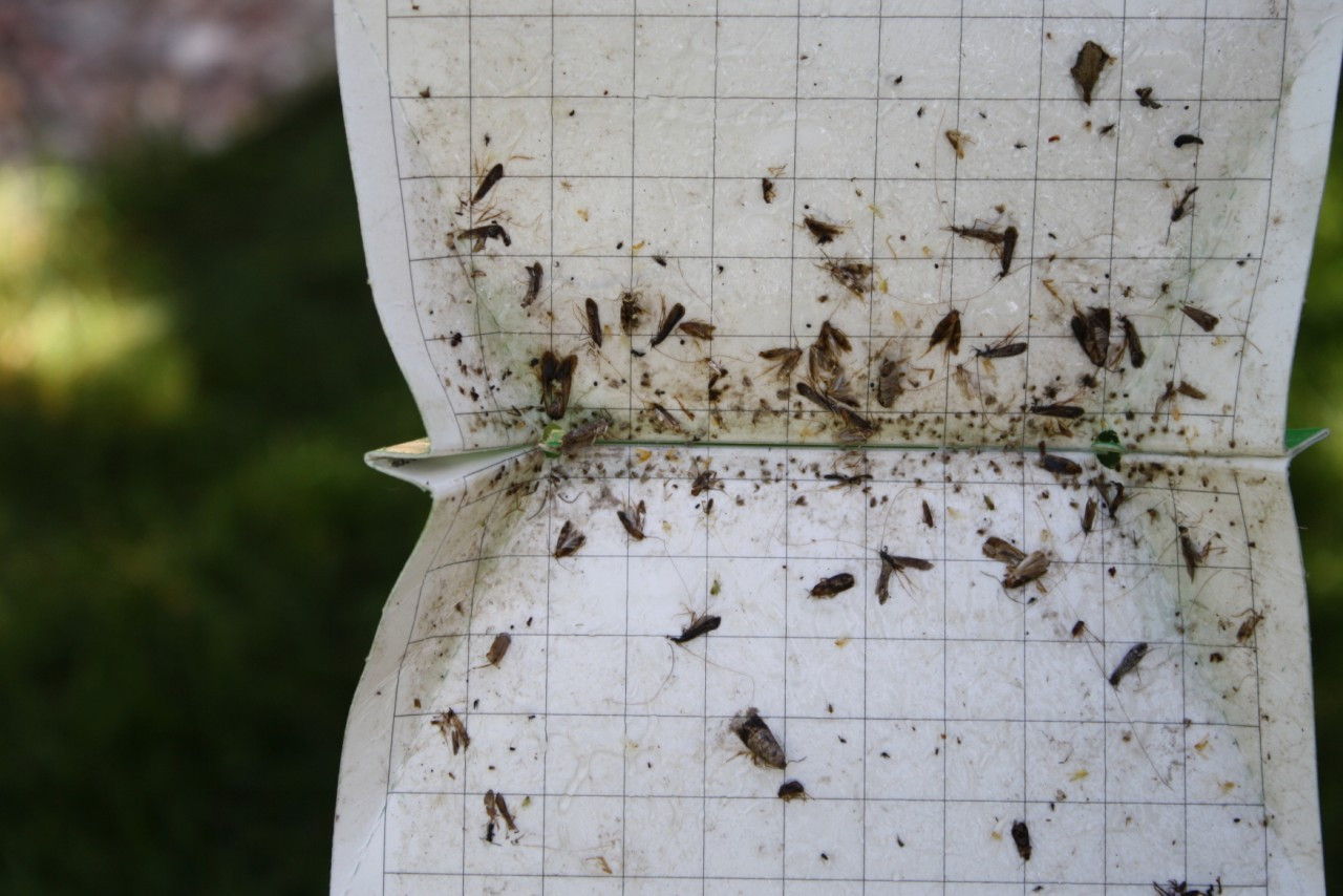 VivaTrap! Codling Moth Trap & Lure