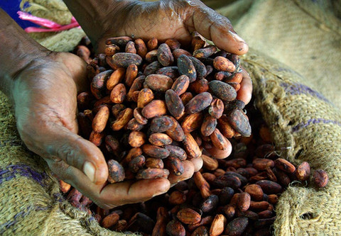Why Fair Trade Chocolate?