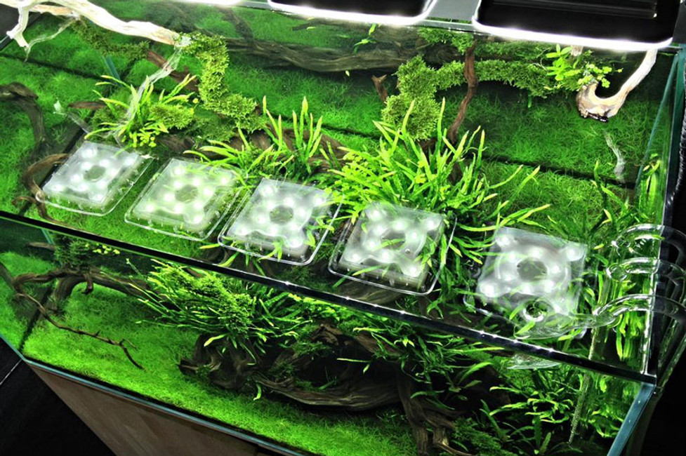 AGA AQUATIC GARDENERS CONVENTION 2017 - DENVER, COLORADO