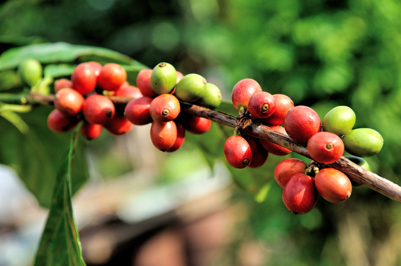 The History of Coffee