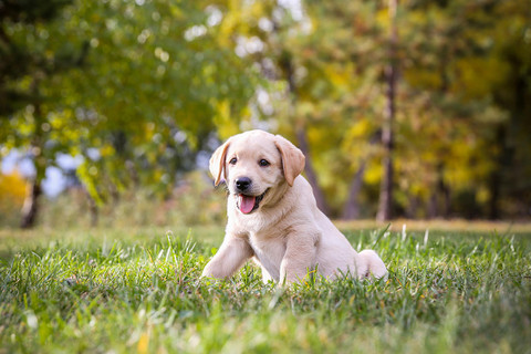 Picking A Puppy