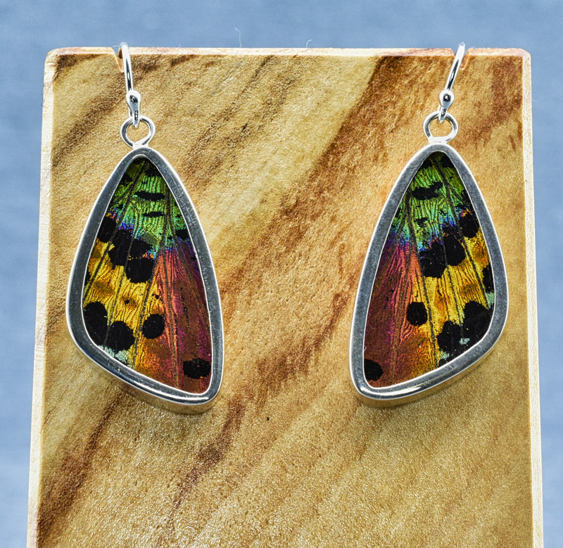 Medium Madagascan Sunset Moth Sterling Bezel Earrings