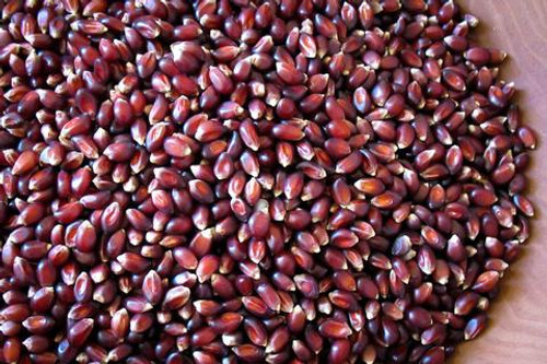 Crimson Popping Corn