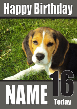 Beagle Puppy Dogs And Puppies Happy Birthday Kirsten Beagle Puppy Dogs And Puppies Happy Birthday Kirsten