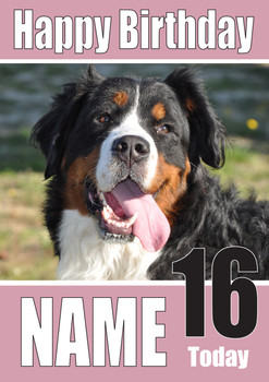 Bernese Mountain Dogs And Puppies Happy Birthday Kirsten Bernese Mountain Dogs And Puppies Happy Birthday Kirsten