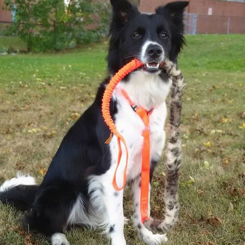 Martingale 3-in-1 Tug Leash Martingale 3-in-1 Tug Leash