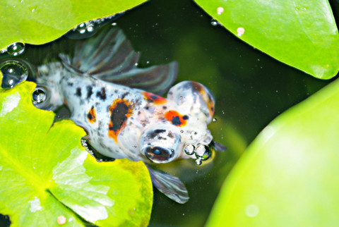How will i look after my fish in the pond/aquarium while i am away on holidays