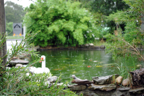 Prepare your pond & fish now for Winter!