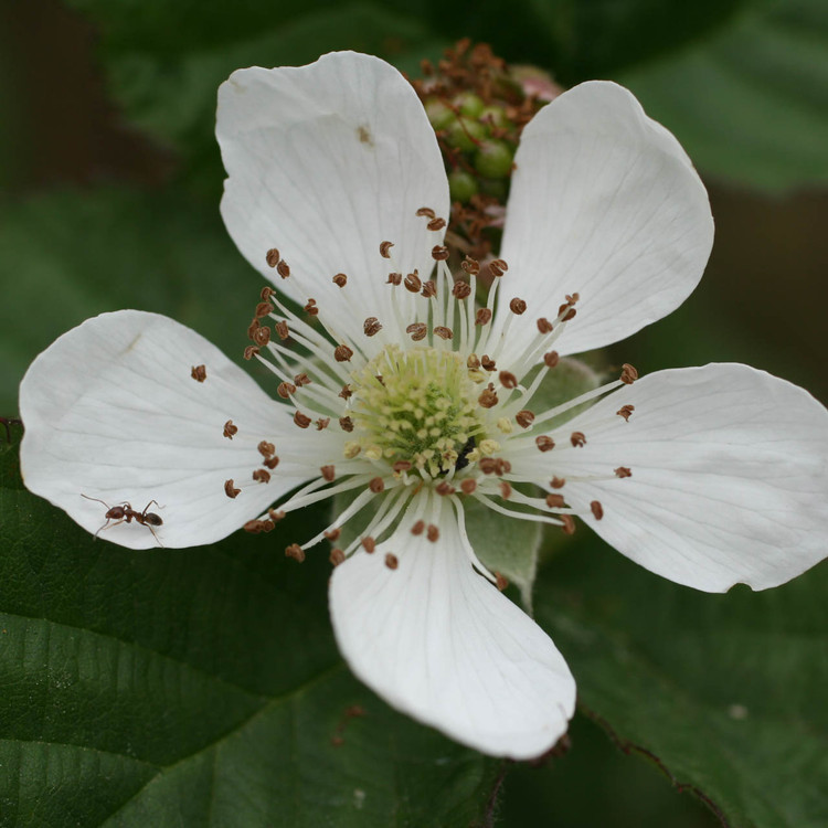 Blackberry