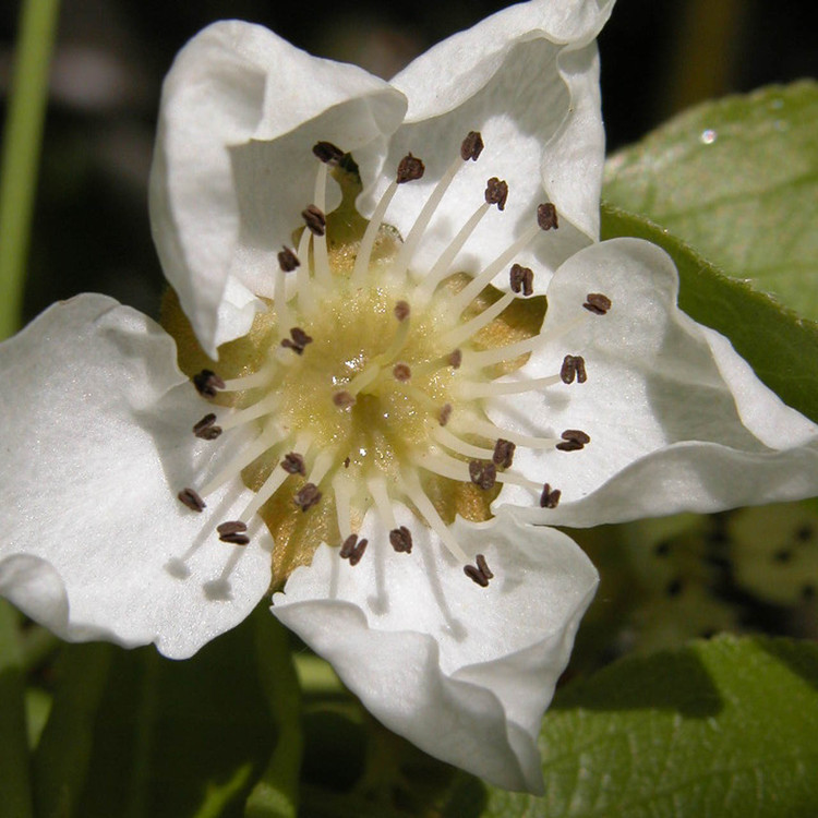 pear flower