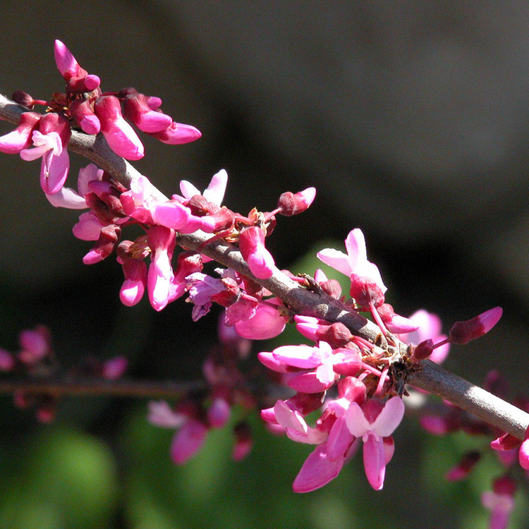 cercis occidentalis