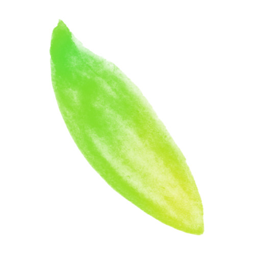 Flowers - Leaf