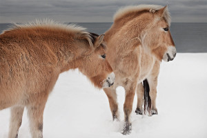 Fjord Horse 02