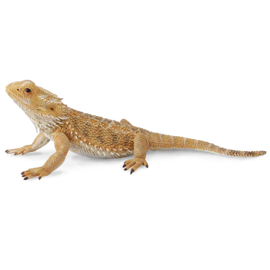 bearded dragon lizard