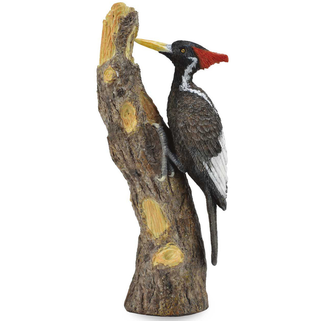 ivory billed woodpecker collecta