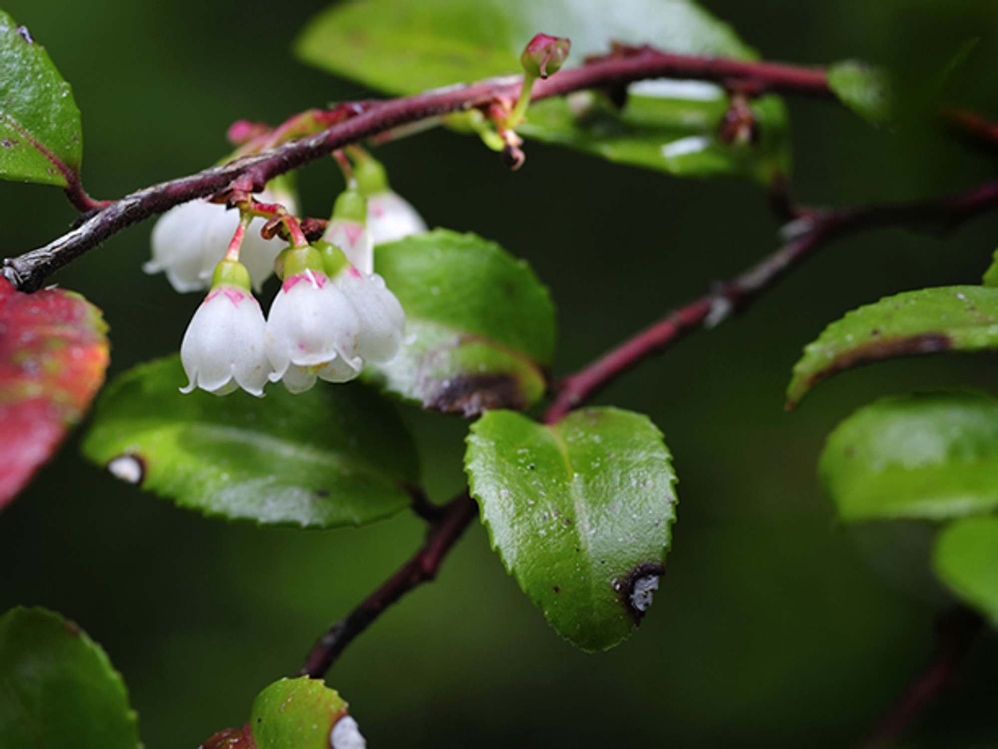 Evergreen Huckleberry edible northwest native berry plant for sale