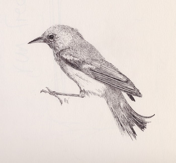 Drawing Workshops Drawing Workshops