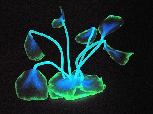 Sea Plant created by Ginger of The Blue Bottle Tree