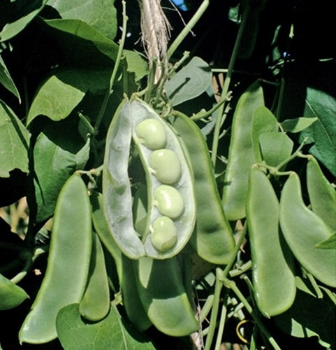 King of the Garden
