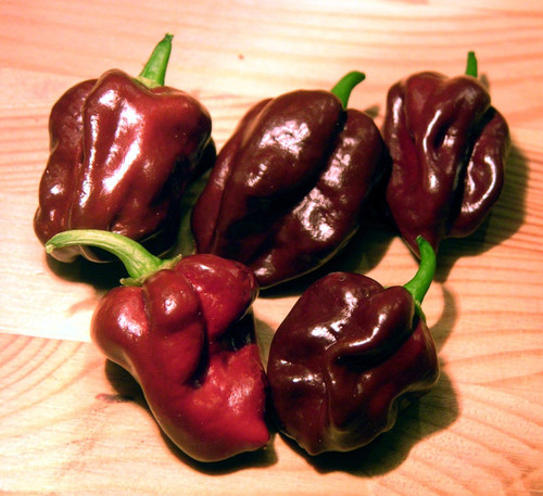 Habanero (Chocolate)