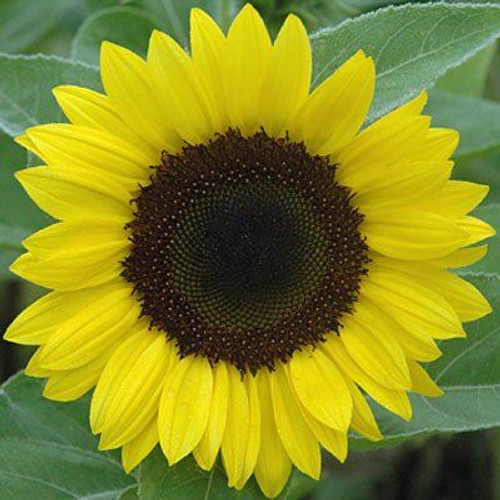 Sunrich Lemon Summer F1