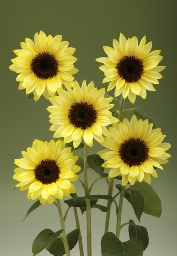 Sunrich Limoncello Summer F1