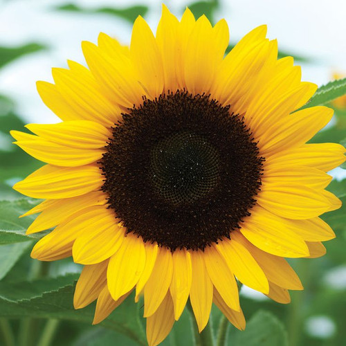 Sunrich Orange Summer F1