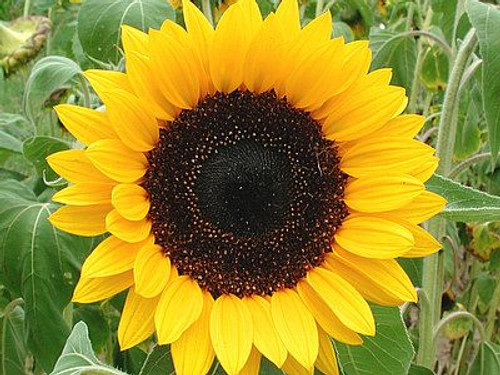 Sunbright Supreme F1