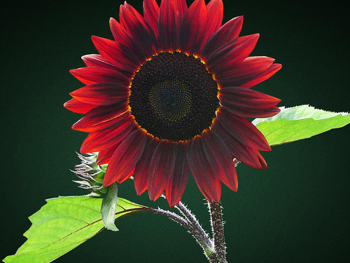 Chocolate Cherry Sunflower