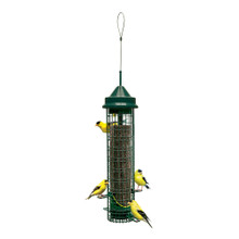 Squirrel Buster Finch