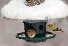 Squirrel Buster Plus Weather Guard