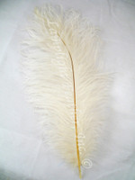 Ivory Ostrich Feathers Ivory Ostrich Feathers