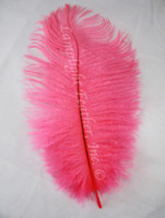 Hot Pink Ostrich Feathers Hot Pink Ostrich Feathers