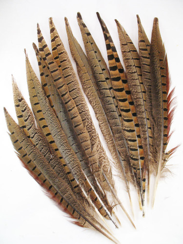Pheasant Tail Feathers, RING-NECKED, 10-15 inch, per dozen