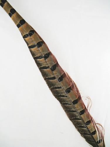 Pheasant Tail Feathers, RING-NECKED, 20-25 inch