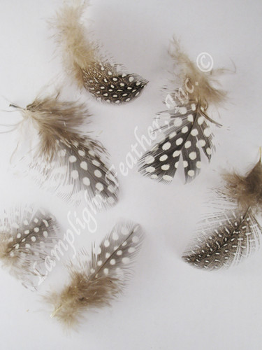 Guinea PLUMAGE, strung, NATURAL MIXED , per foot