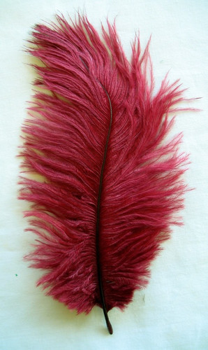 Burgundy Ostrich Feathers