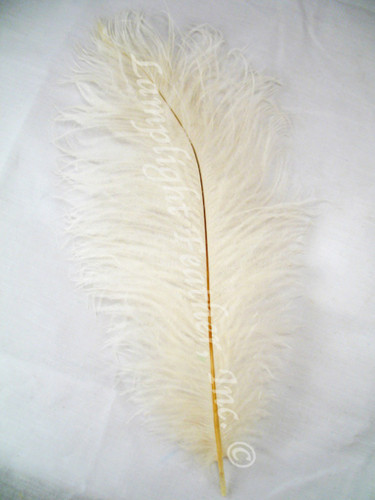 Ivory Ostrich Feathers
