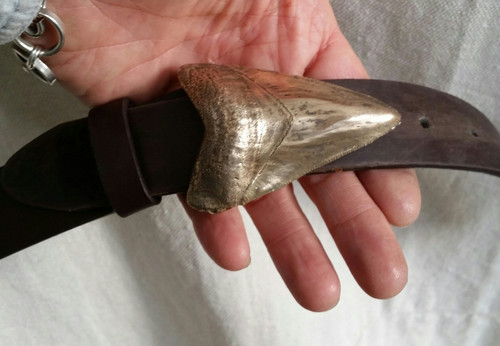 Shark's tooth 1.5 in bronze natural patina shown on 1.5 belt Shark's tooth 1.5 in bronze natural patina shown on 1.5 belt