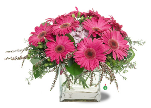 Gerbera Glory Gerbera Glory