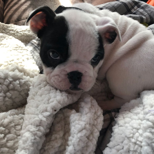 Conner - English Bulldog Puppy