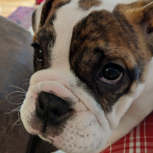 Holly - English Bulldog