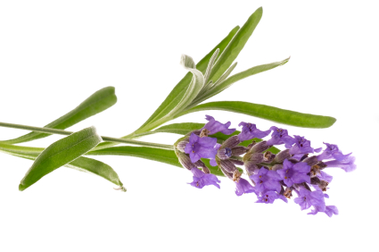 Fuse All Natural Products Ingredients Fuse Products fuse all natural products ingredients