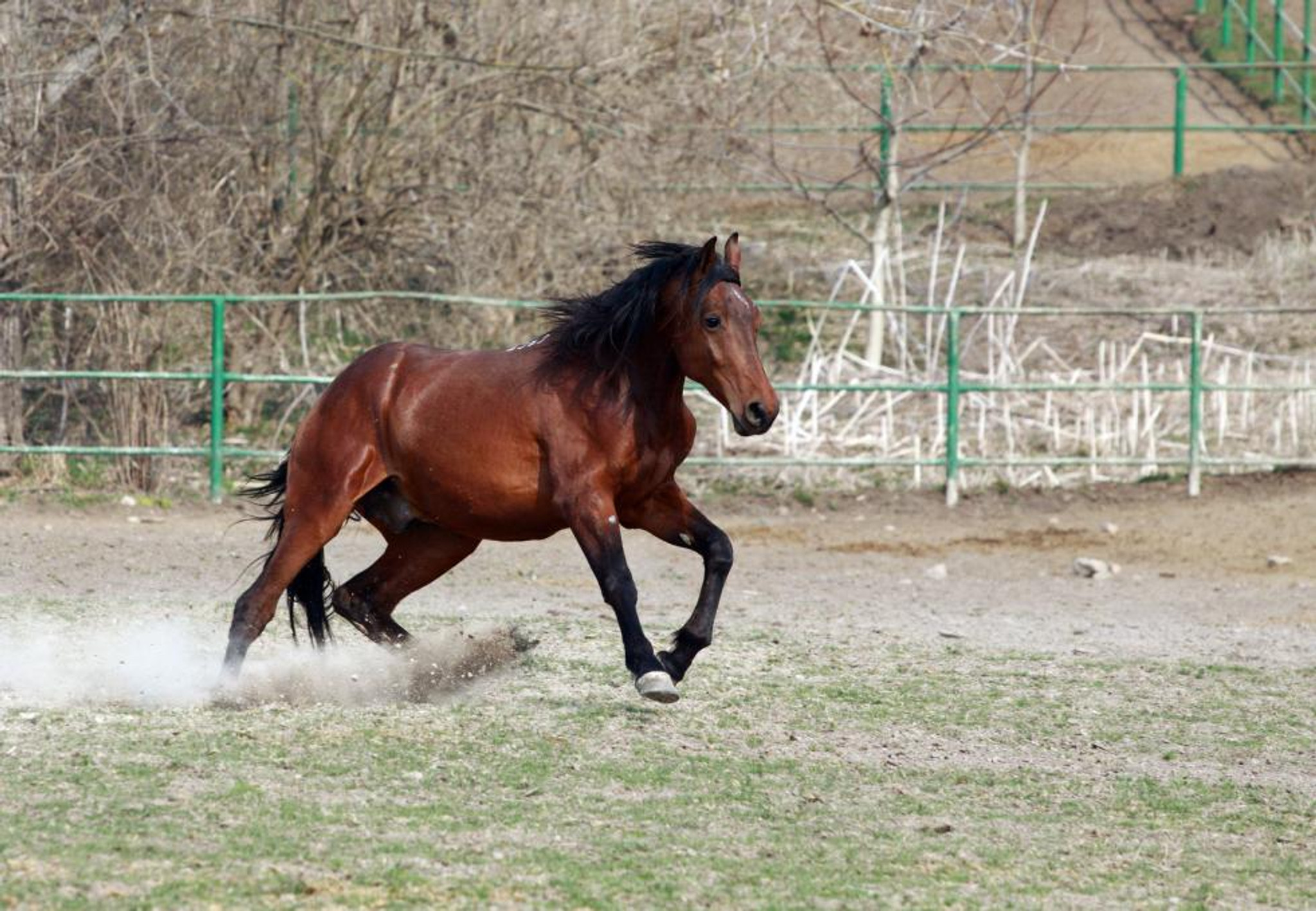 Different Types Of Horse Gaits You Should Know Of - LV Performance