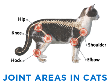 joint-areas-in-cats.png