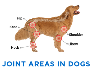 joint-areas-in-dogs.png
