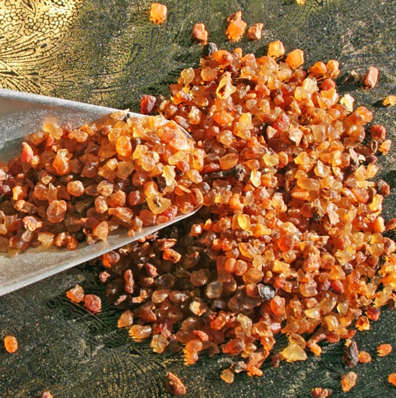 Frankincense Boswellia carterii Grampa's Garden