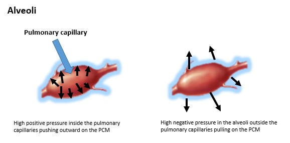 alveoli.jpg