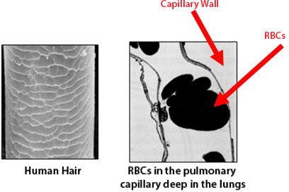 human-hair-and-rbc2.jpg